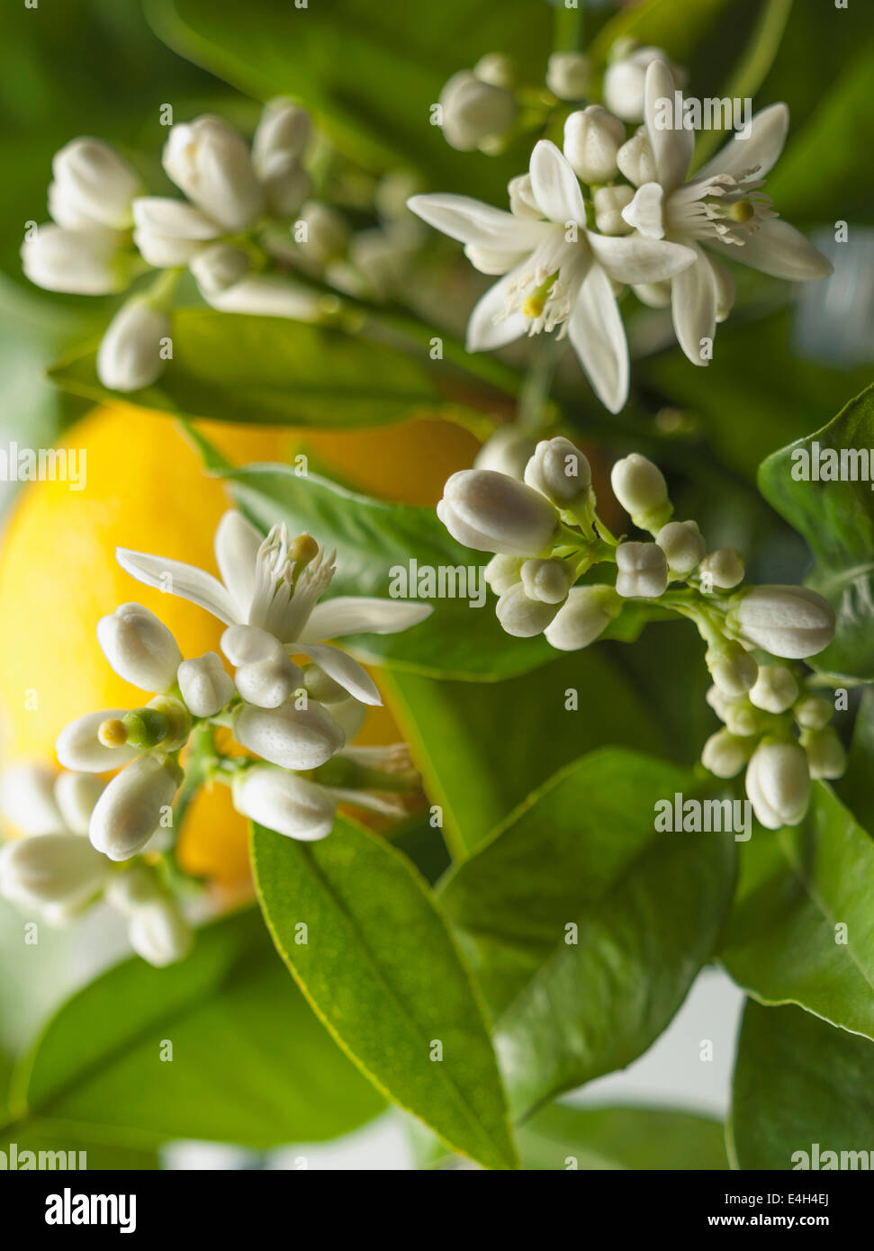 Lemon, Citrus limon. Stock Photo