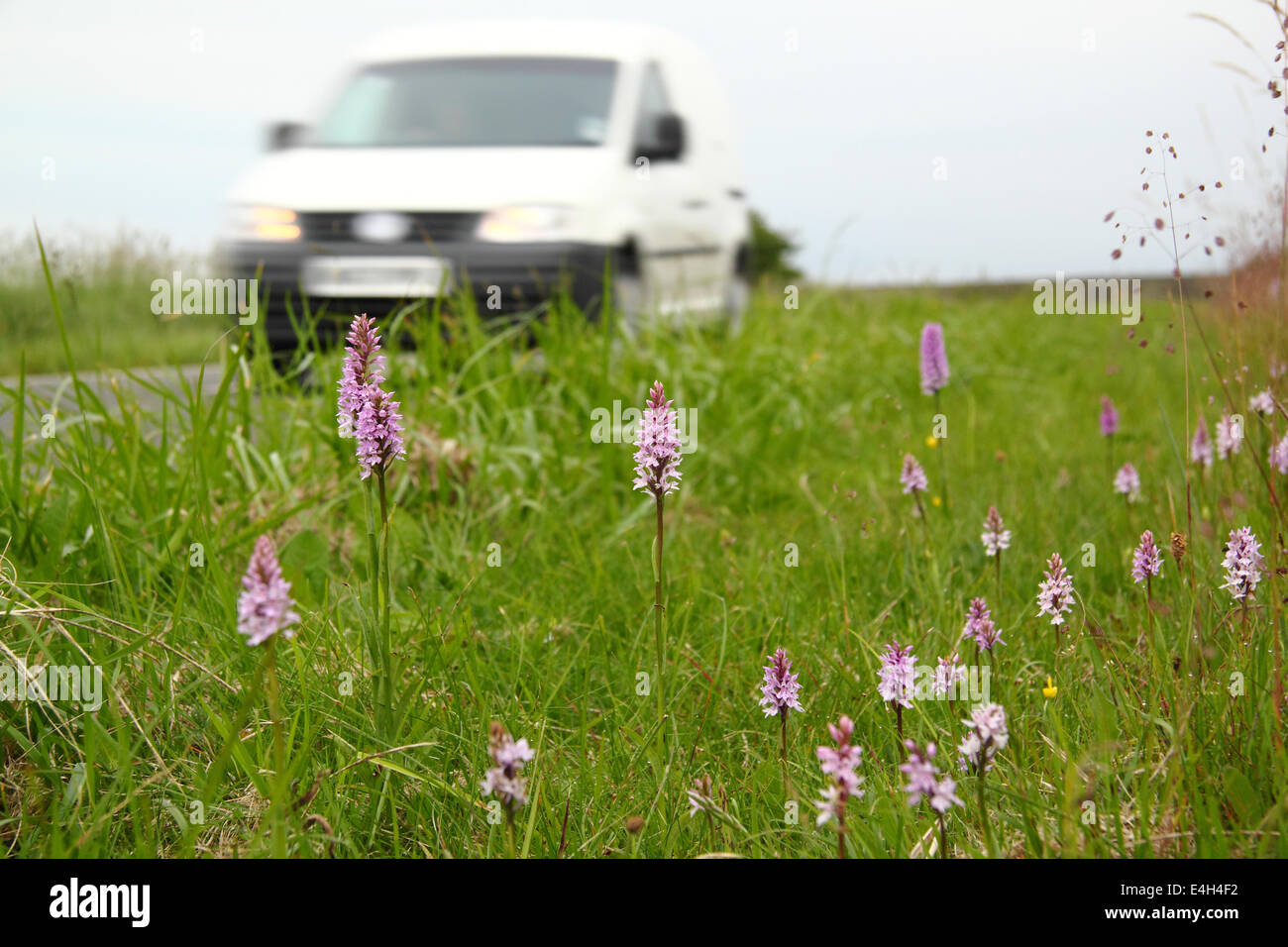 Traffic passes a roadside nature reserve peppered with common spotted orchids in the Peak District, Derbyshire ,UK Stock Photo
