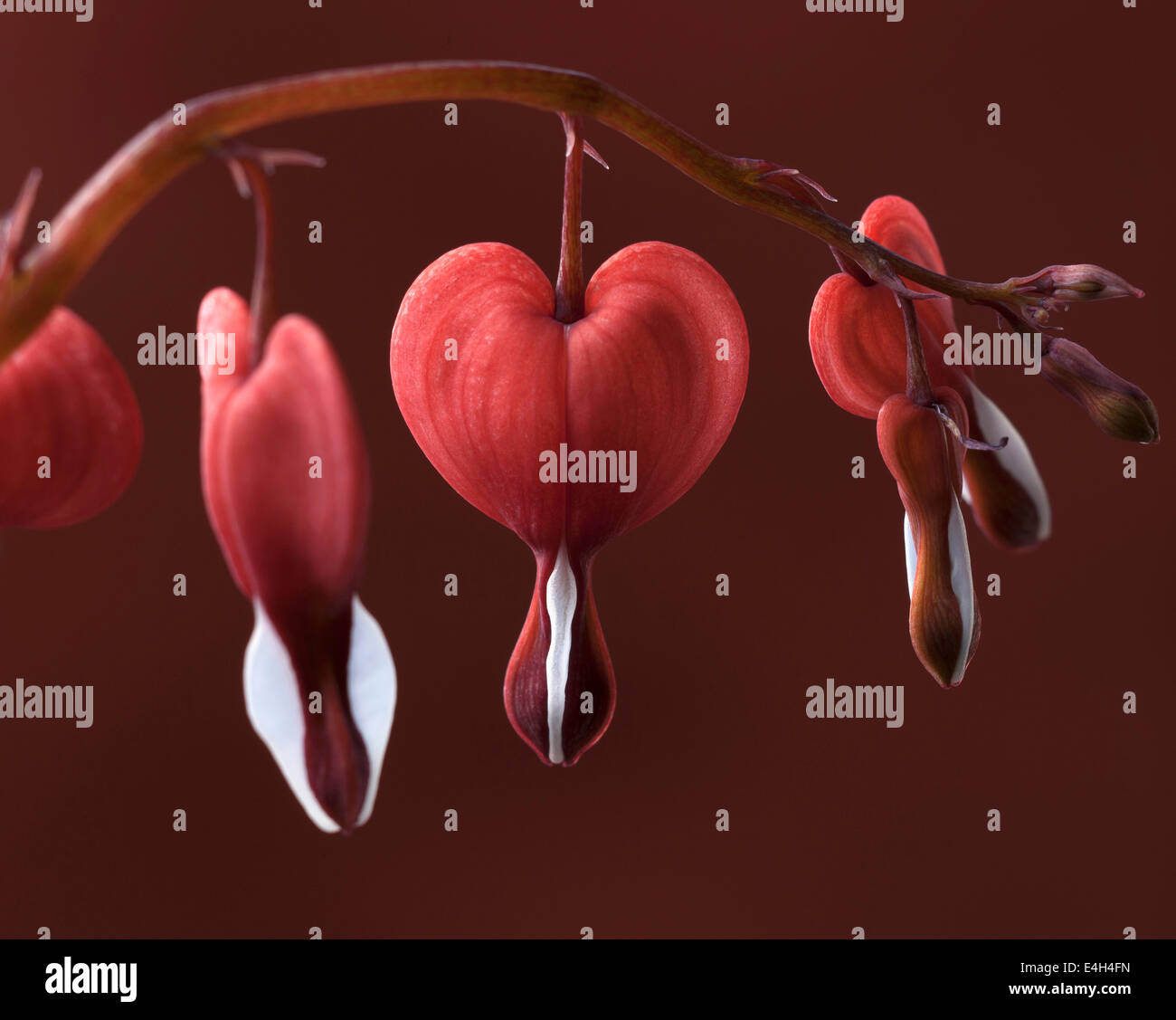 Bleeding heart, Dicentra spectabilis 'Valentine' Stock Photo Alamy