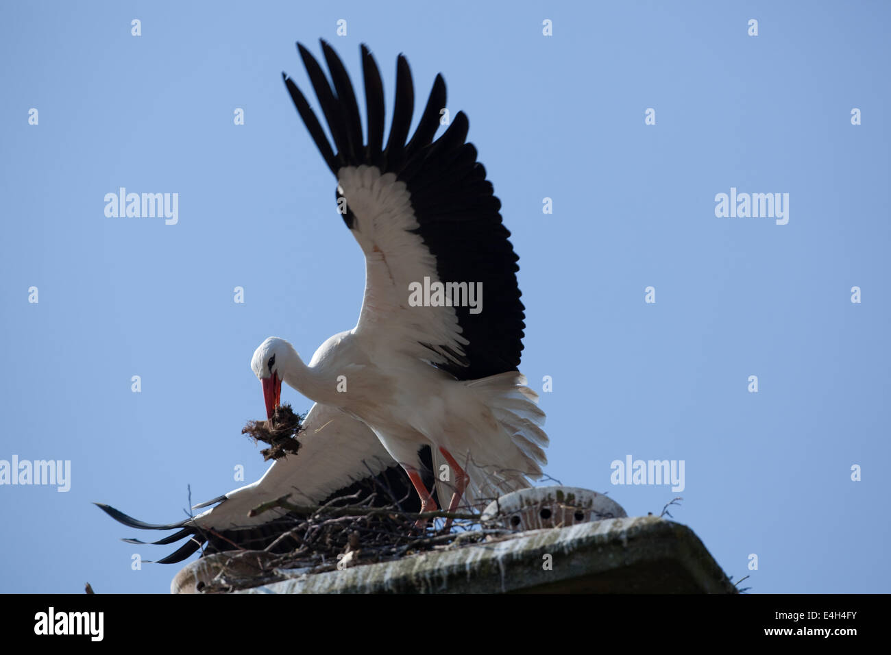 White Stork (Ciconia ciconia). Nesting on top of a chimney stack. Thrigby Hall Wildlife Gardens