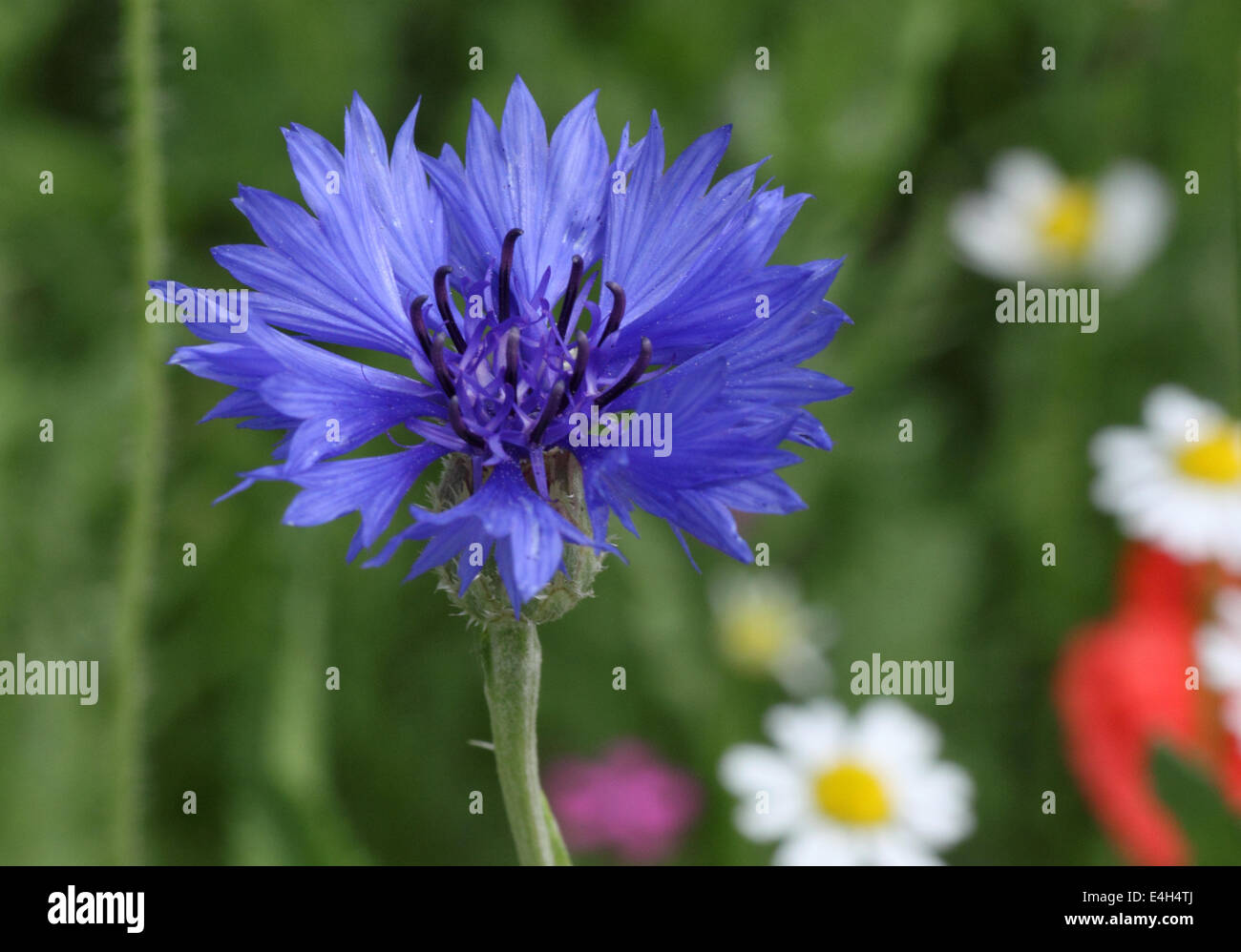 close up of blue cornflower Stock Photo