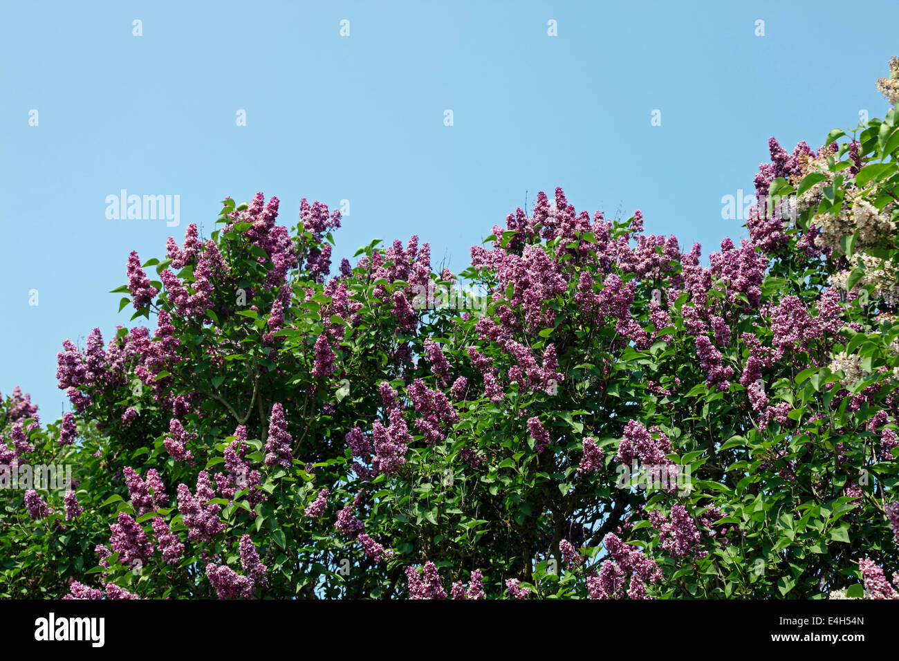 Butterfly Bush (Buddleia davidii), possibly 'Pink Delight', in full flower. Stock Photo