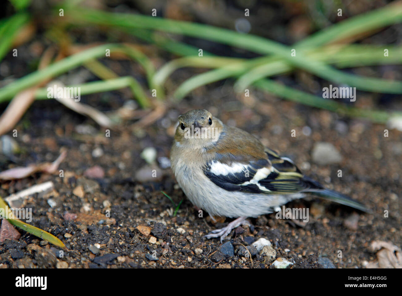 Female Chaffinch at rest in a garden Stock Photo