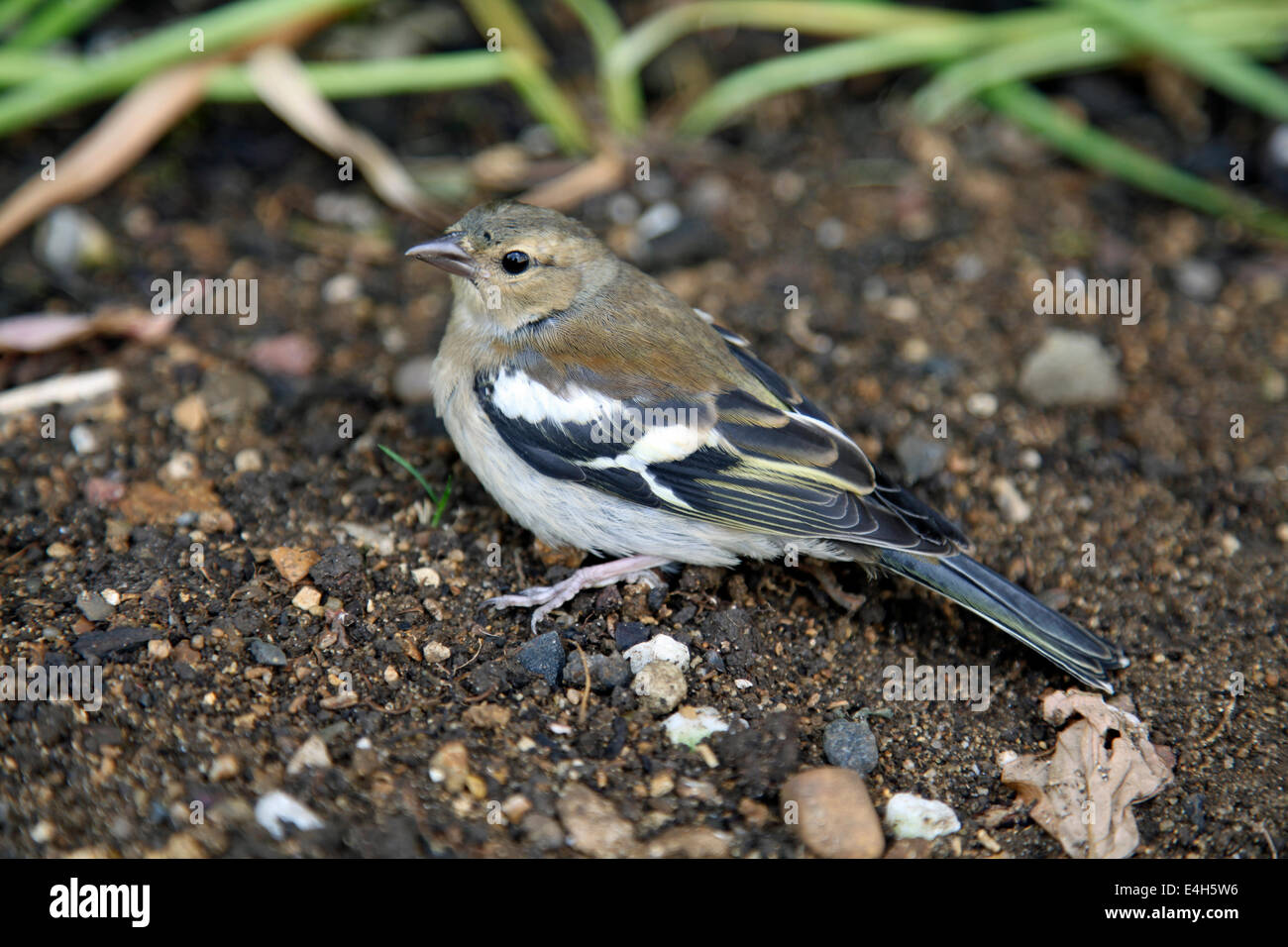 Female Chaffinch at rest in a garden Stock Photo