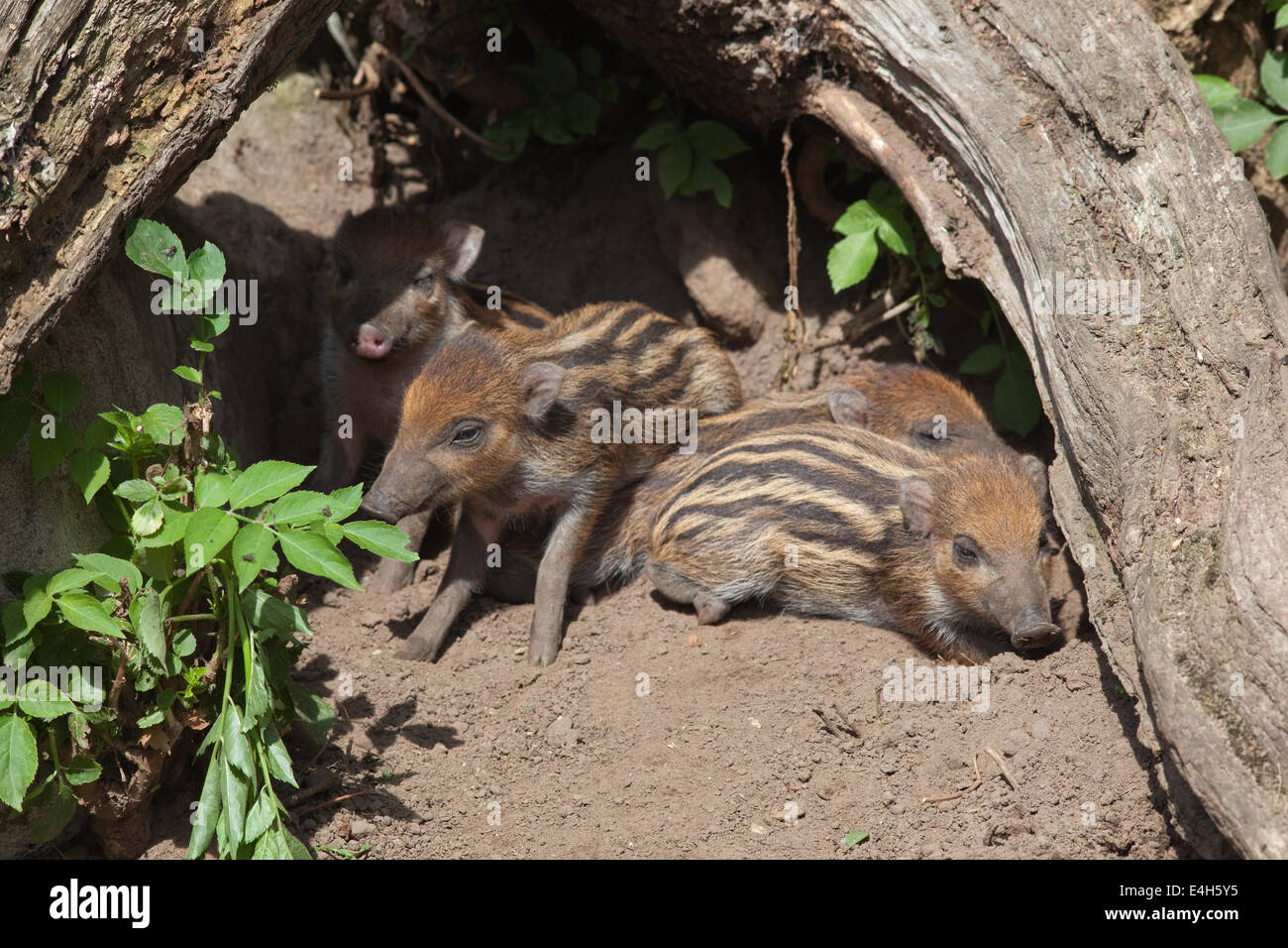 Visayan Warty Pigs or Hogs (Sus cebifrons). One month old Piglets. Thrigby Wildlife Gardens. July 2014. Stock Photo