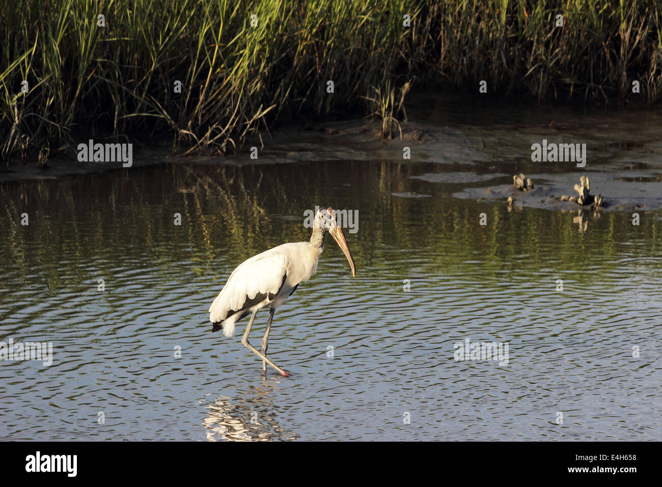 An American Wood Stork wades in a coastal wetland Stock Photo
