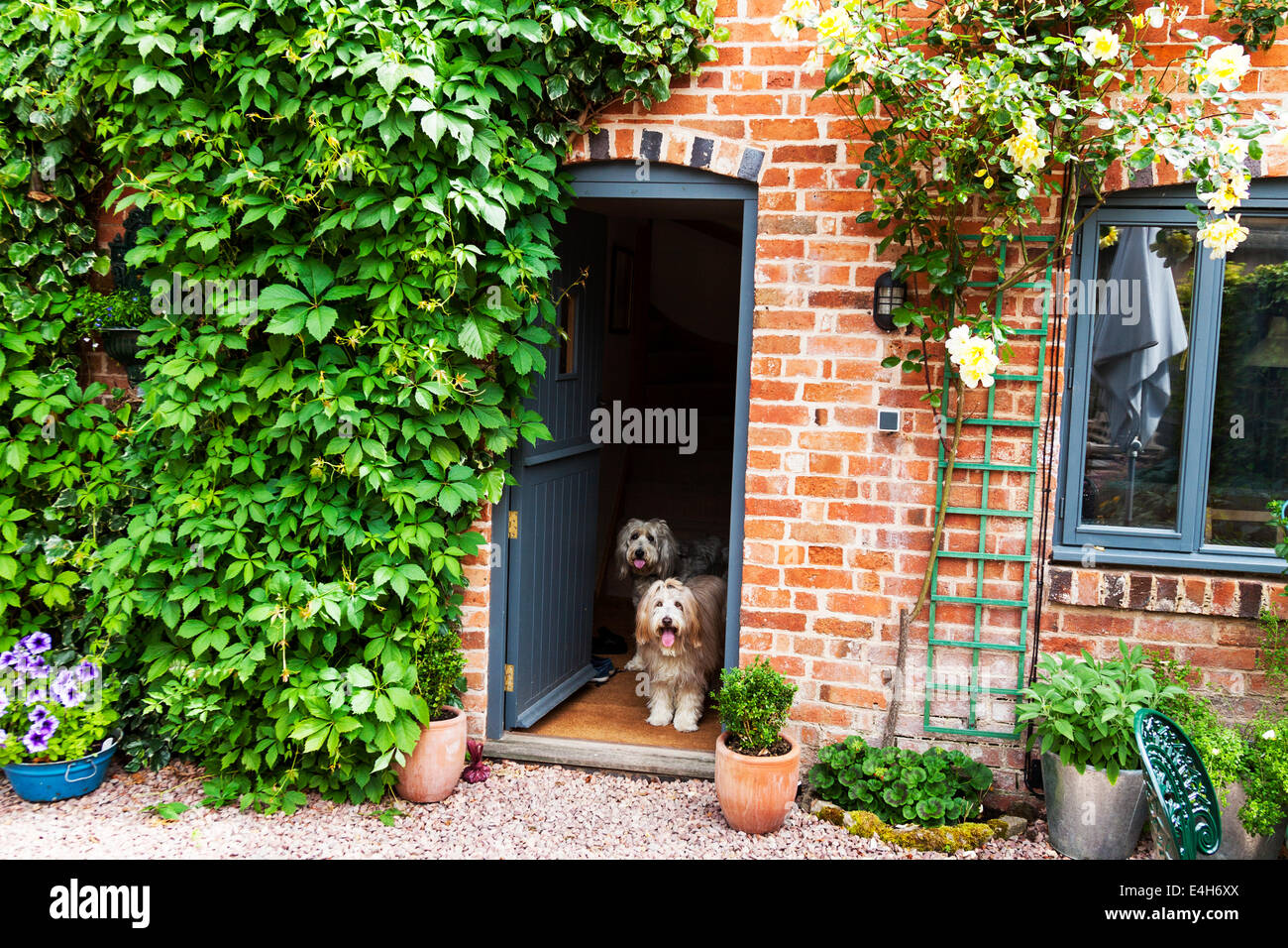 Dogs greeting home return waiting by at door inside house bearded