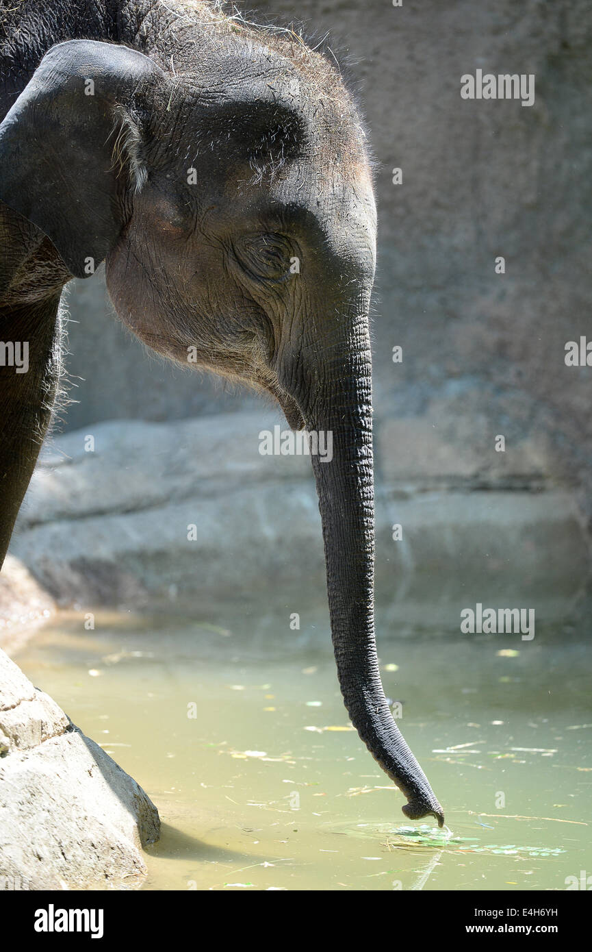 Elephant calf drinking water at edge of pond Stock Photo
