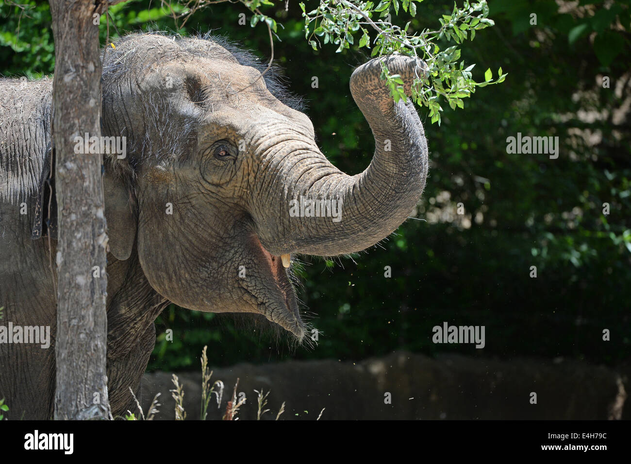 Young Asian elephant grabbing branch during sunny day Stock Photo