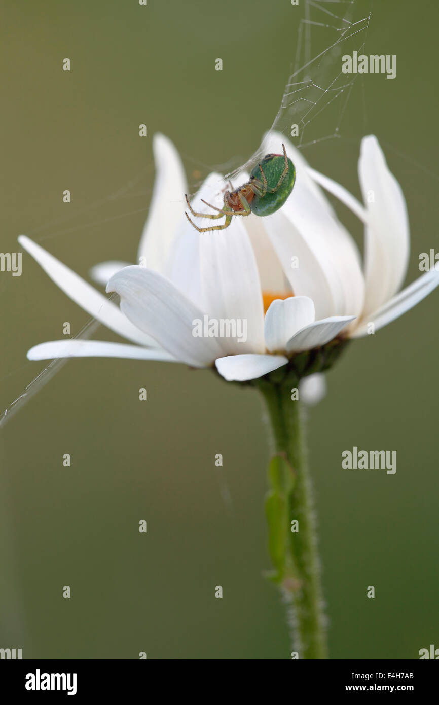 Daisy, Ox-eye daisy, Leucanthemum vulgare. Stock Photo