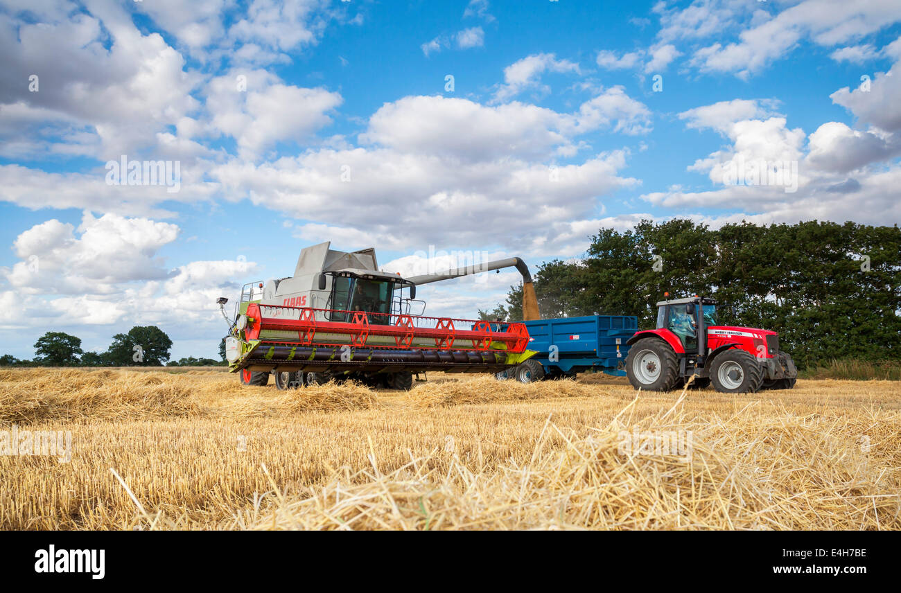 Combine harvester at work in a Norfolk barley field, UK Stock Photo Alamy