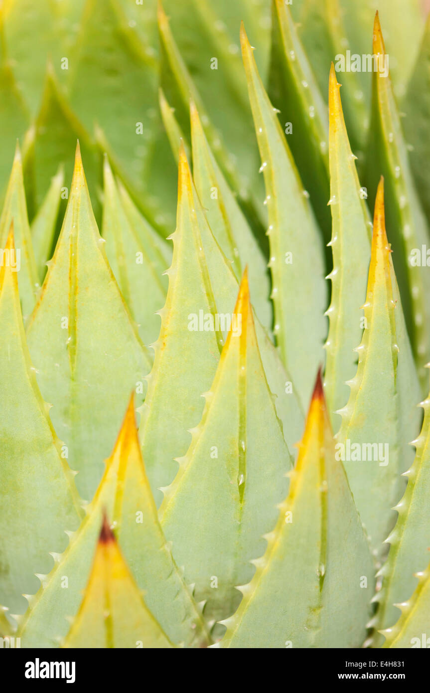 Aloe, Aloe polyphylla. Stock Photo