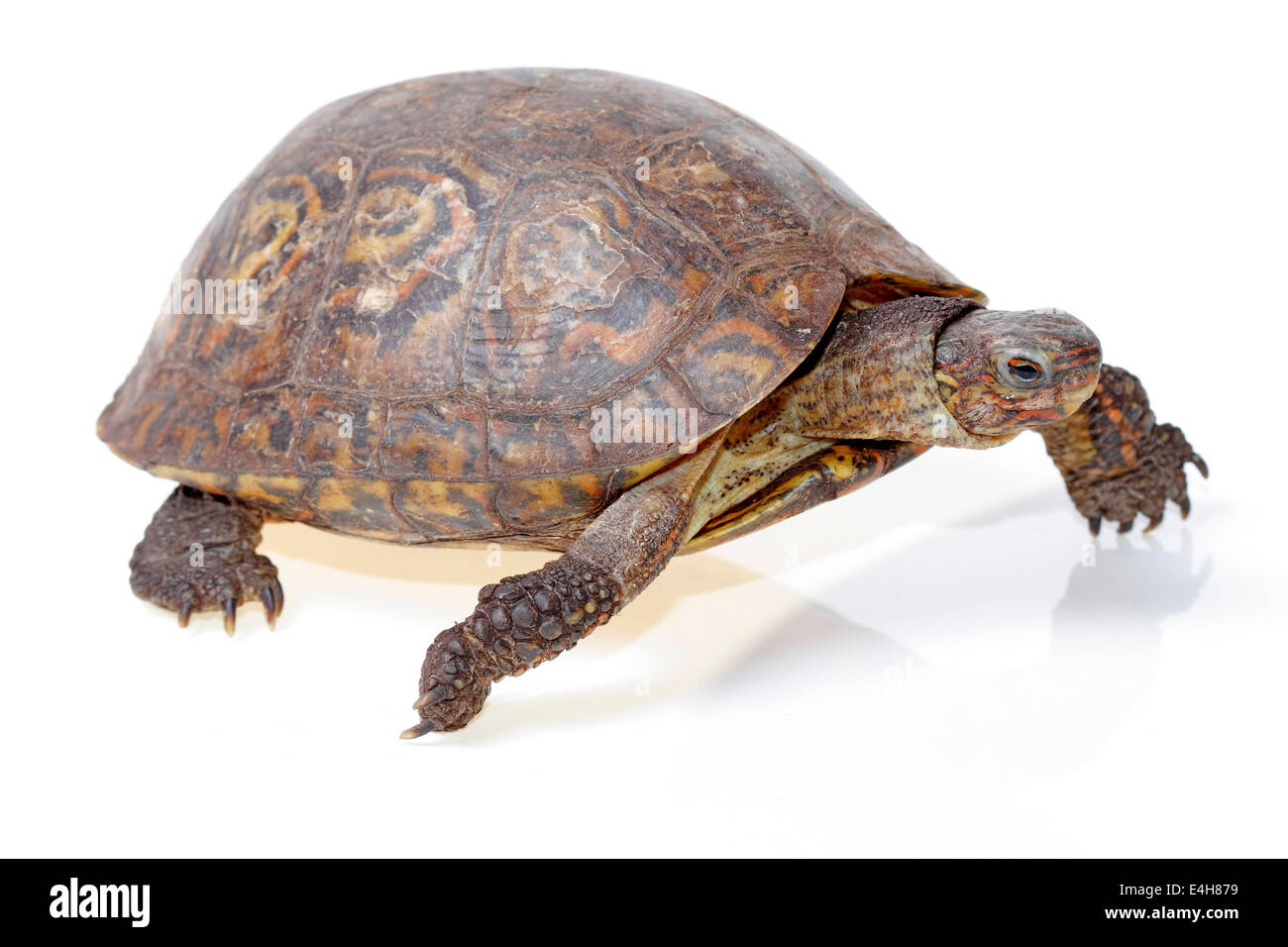 forest painted turtle isolated on white background Stock Photo