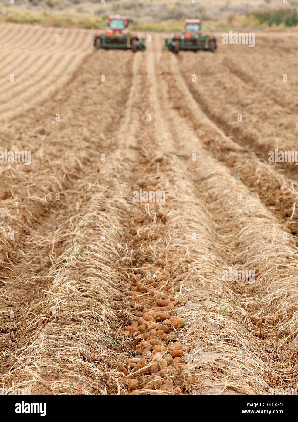 Harvesting potatoes in the fertile farm fields of Idaho Stock Photo Alamy