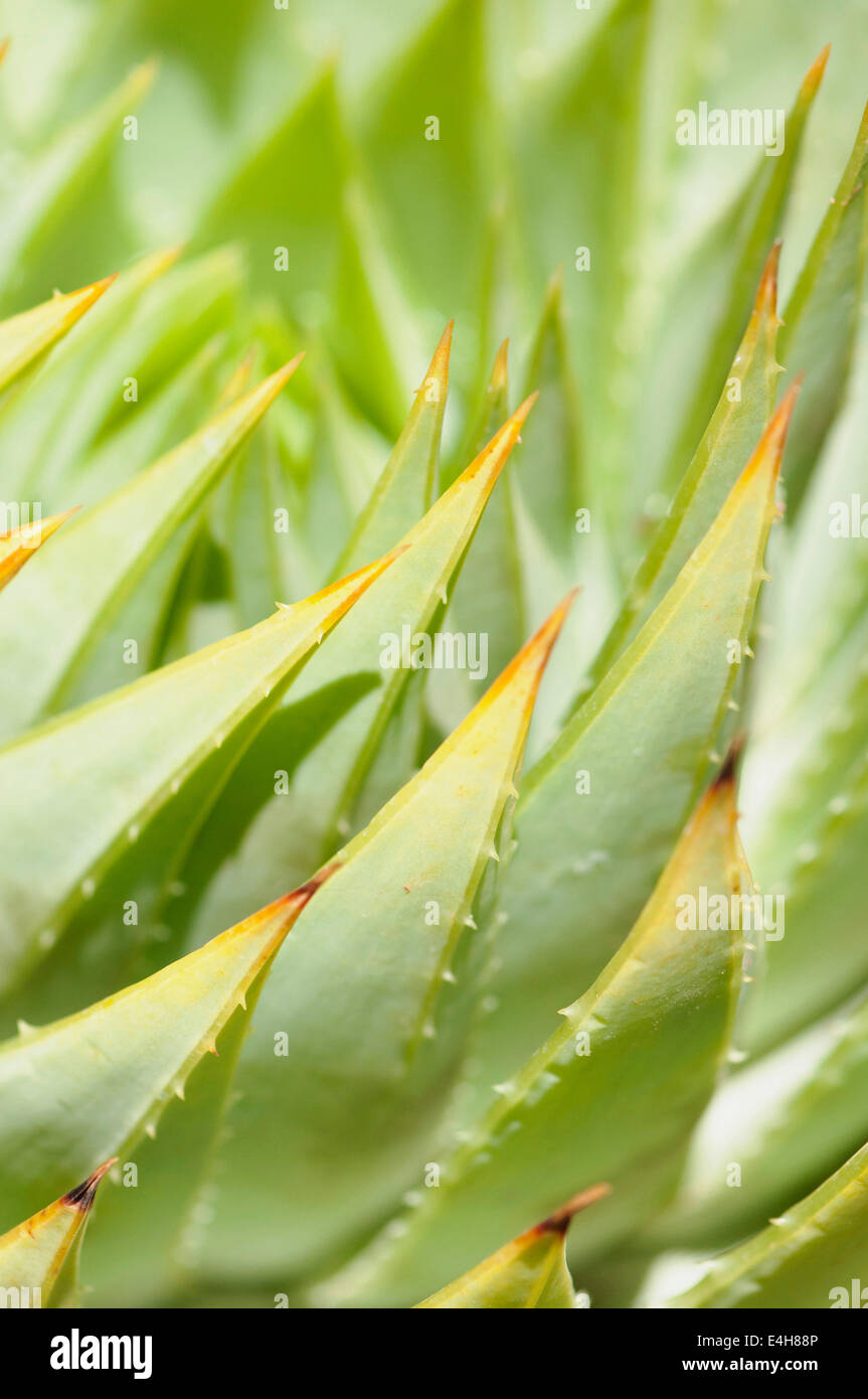 Aloe, Aloe polyphylla. Stock Photo
