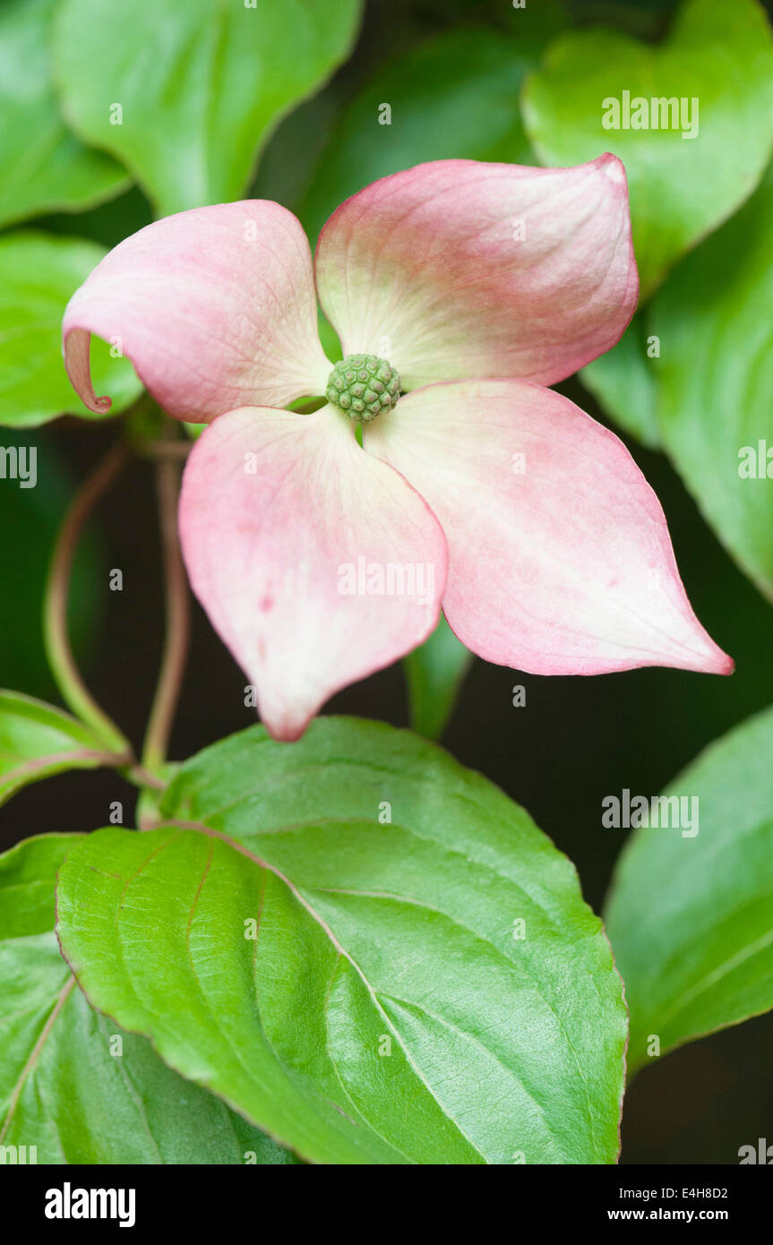 Dogwood – Pink flowering dogwood, Cornus kousa 'Rosea'. Stock Photo