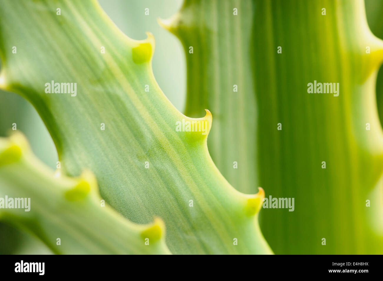 Aloe, Aloe cultivar. Stock Photo