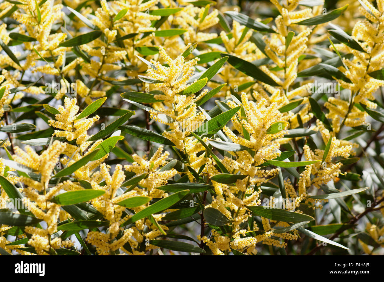Wattle, Golden wattle, Acacia longifolia. Stock Photo