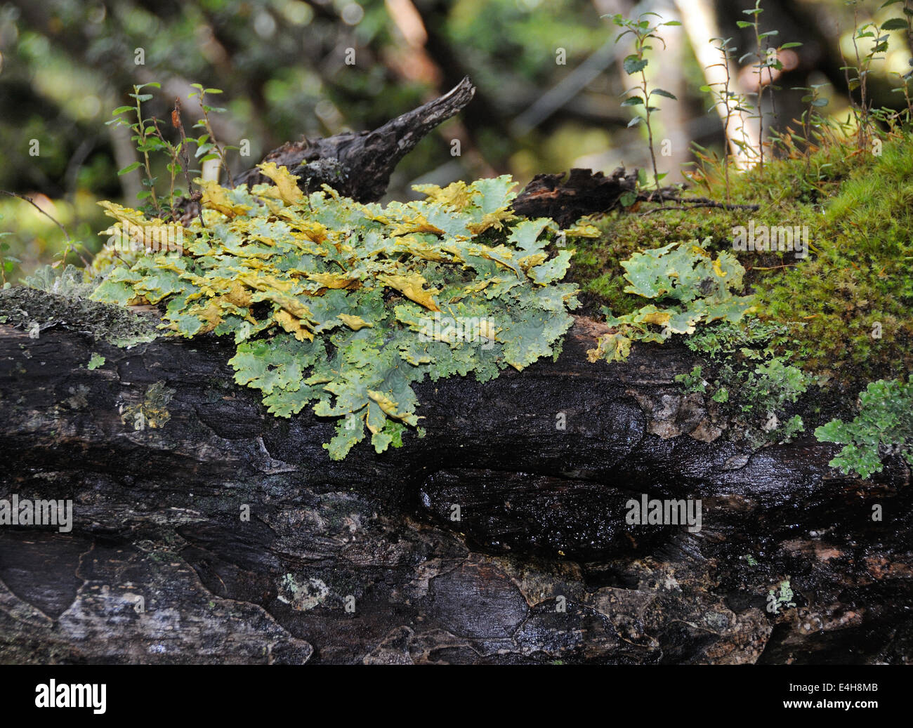 Mosses, liverworts and lichens on a soggy rotting log in the damp subpolar forest. Garibaldi Fjord, Strait of Magellan, Chile. Stock Photo