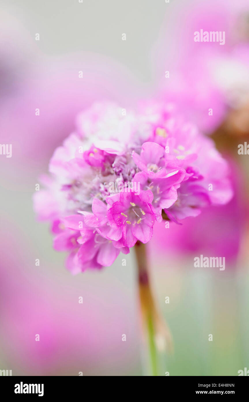 Thrift, Armeria maritima 'Dusseldorfer Stolz'. Stock Photo