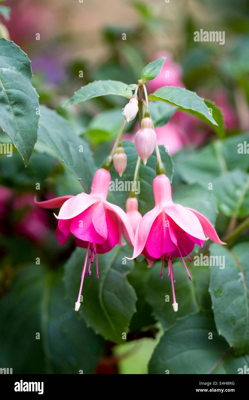 Close up of Fuchsia flowers. Stock Photo