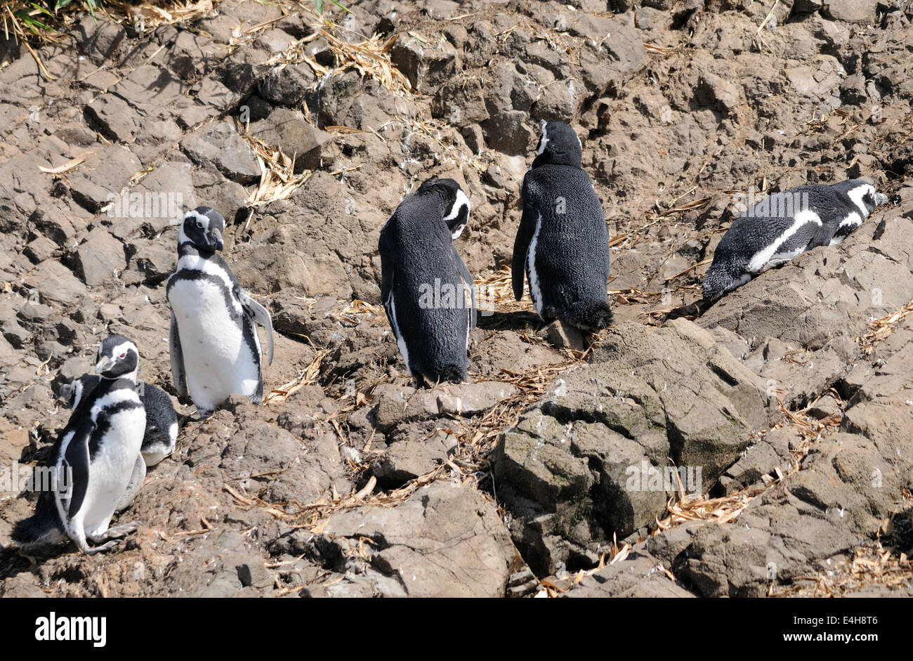 Megellanic Penguins (Spheniscus magellanicus) at their sea cliff nesting colony at Puñihuil. Puñihuil, Isla Grande de Chiloe, Stock Photo
