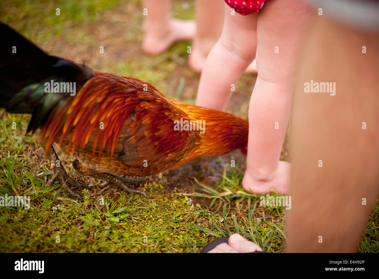 Rooster between kids legs. Stock Photo