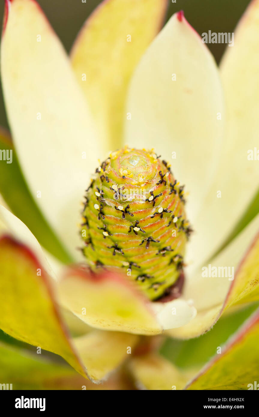 Protea, Leucadendron 'Safari Sunset' Stock Photo Alamy