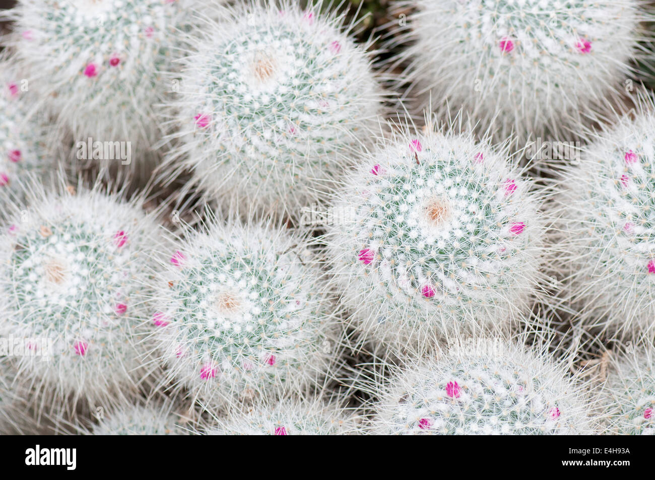 Cactus, Pincushion cactus, Mammillaria geminispina. Stock Photo