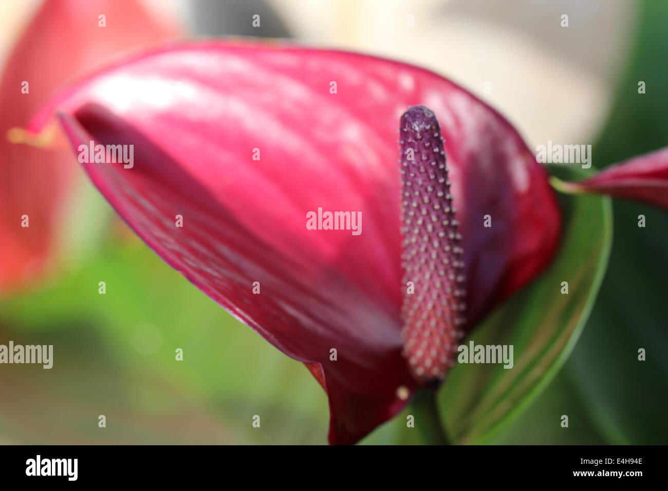 Triple Orchid - Red main image 0