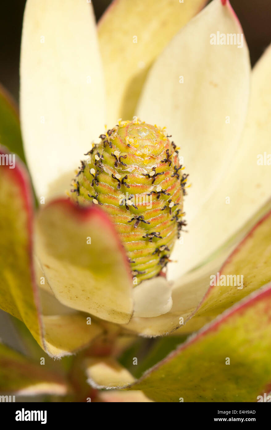 Protea, Leucadendron 'Safari Sunset' Stock Photo Alamy