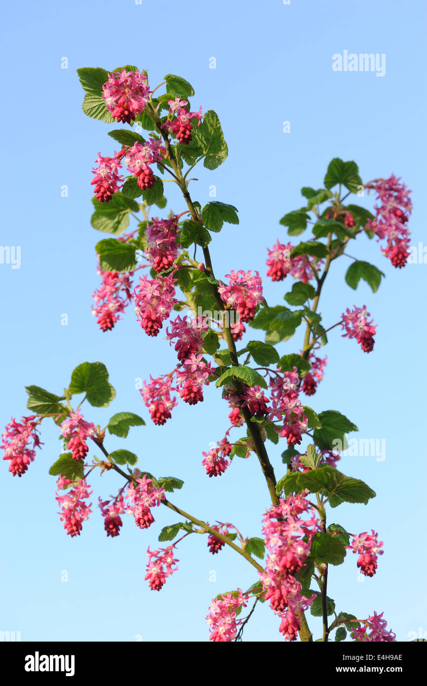Flowering currants cultivars of Ribes sanguineum are one of the first garden shrubs to flower in the spring. Stock Photo