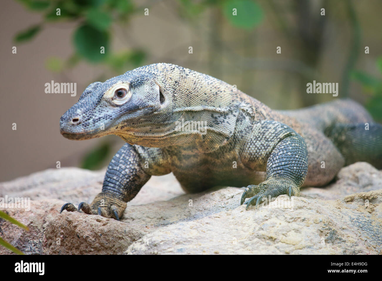 A huge Komodo dragon (Varanus komodoensis) on a rock. This lizard is a large monitor from Indonesian islands Stock Photo