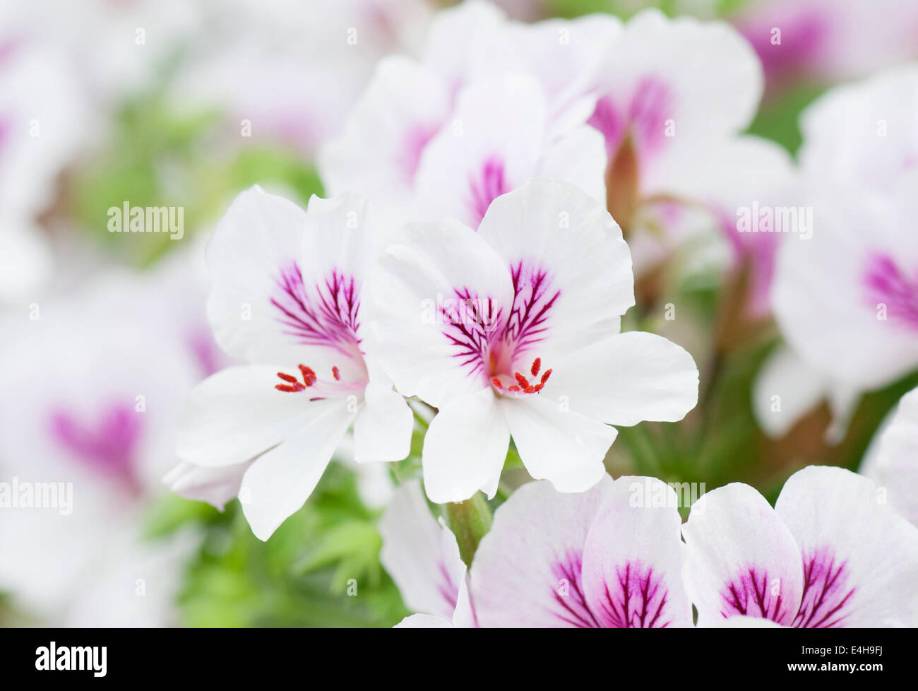 Geranium 'Imperial butterfly', Pelargonium 'Imperial butterfly'. Stock Photo