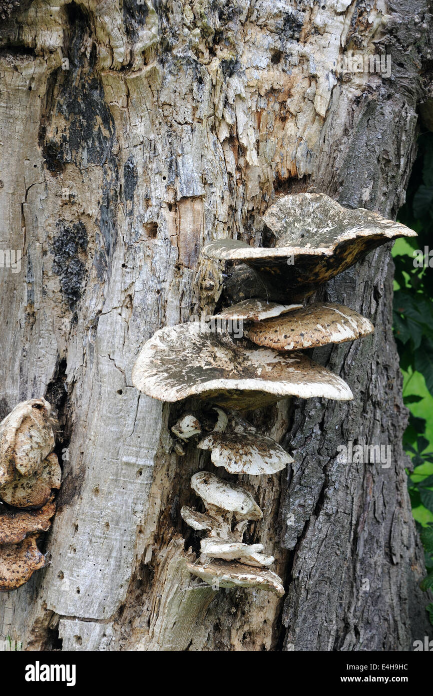 Bracket fungus growing on a  decaying tree stump. Godington, Ashford. Kent. Stock Photo