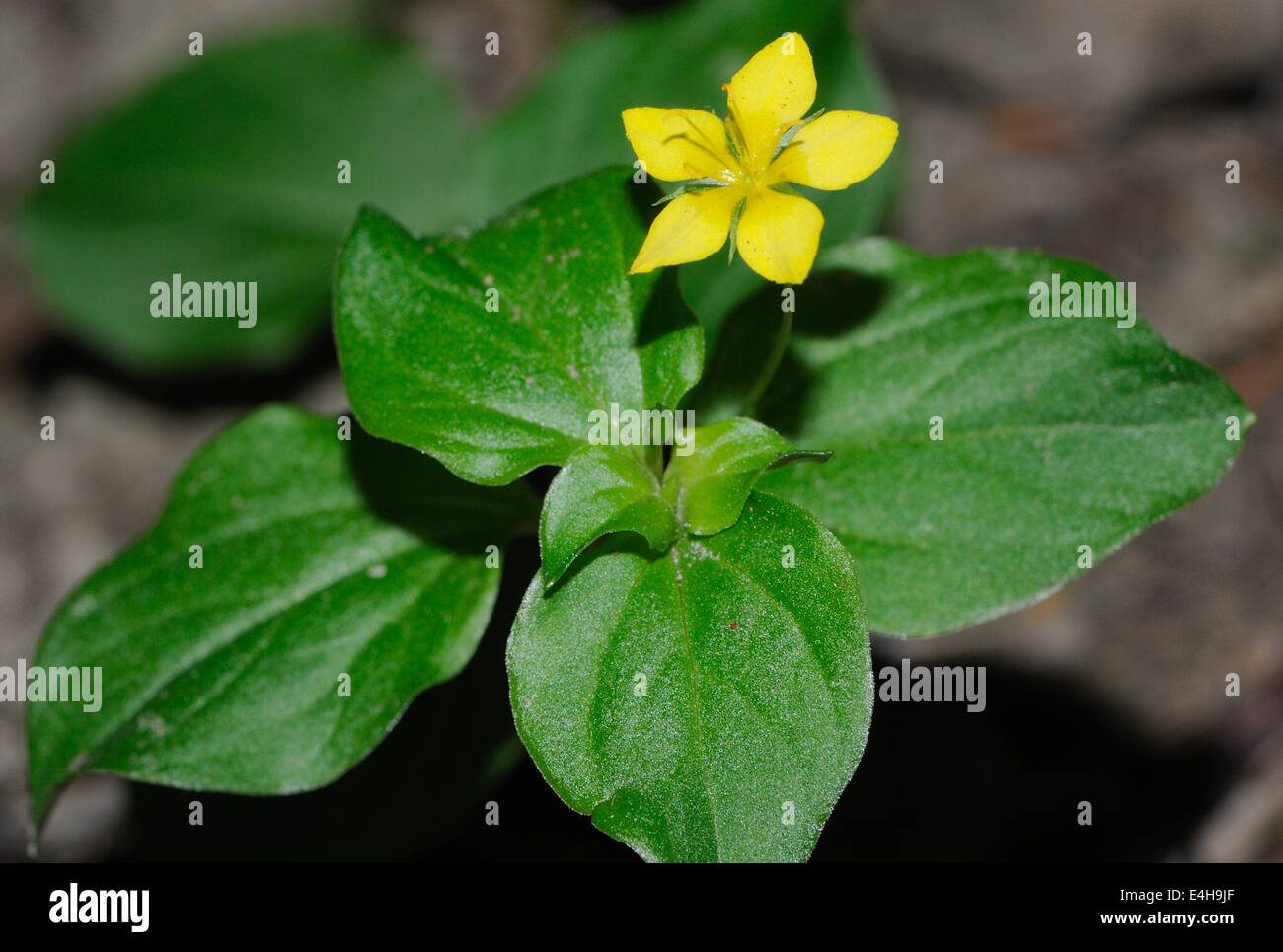 Yellow Pimpernel (Lysimachia nemorum) growing on a  shady forest floor. Bedgebury Forest, Kent, UK. Stock Photo