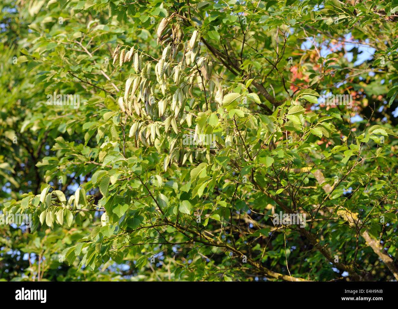The leaves of a young elm tree wilt, perhaps as the result of Dutch Elm disease. Stock Photo