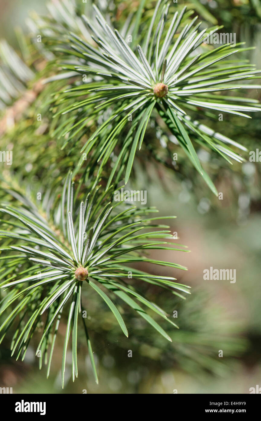 Bristlecone fir, Abies bracteata. Stock Photo