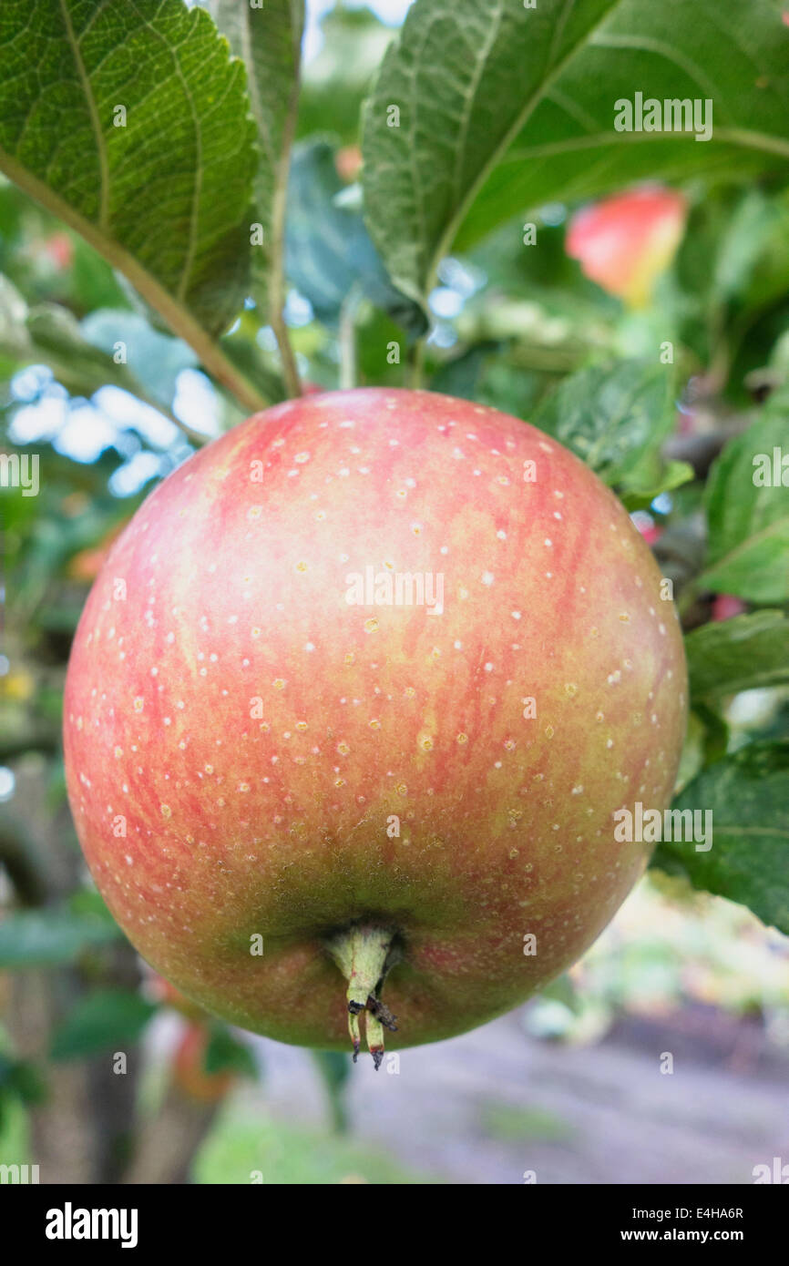 Apple, Malus domestica ''Tydman's late orange'. Stock Photo