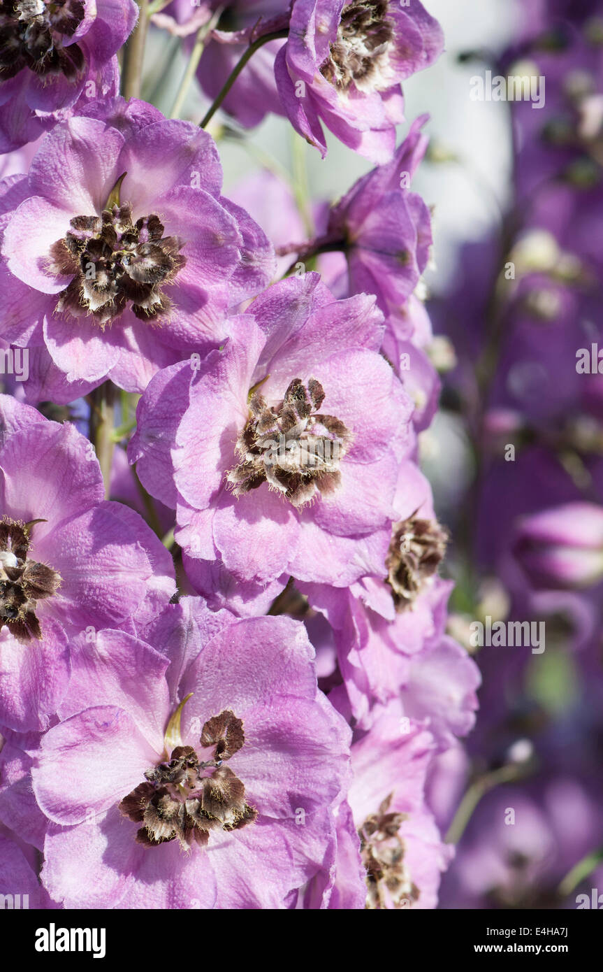 Delphinium, Delphinium 'Jenny Agutter '. Stock Photo