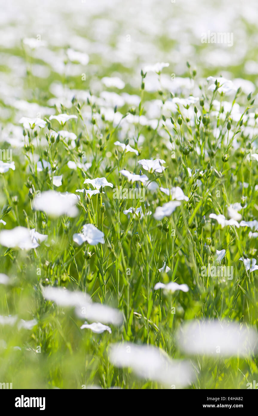 Linseed / Flax (Linum usitatissimum), The Beautiful, European wild plants
