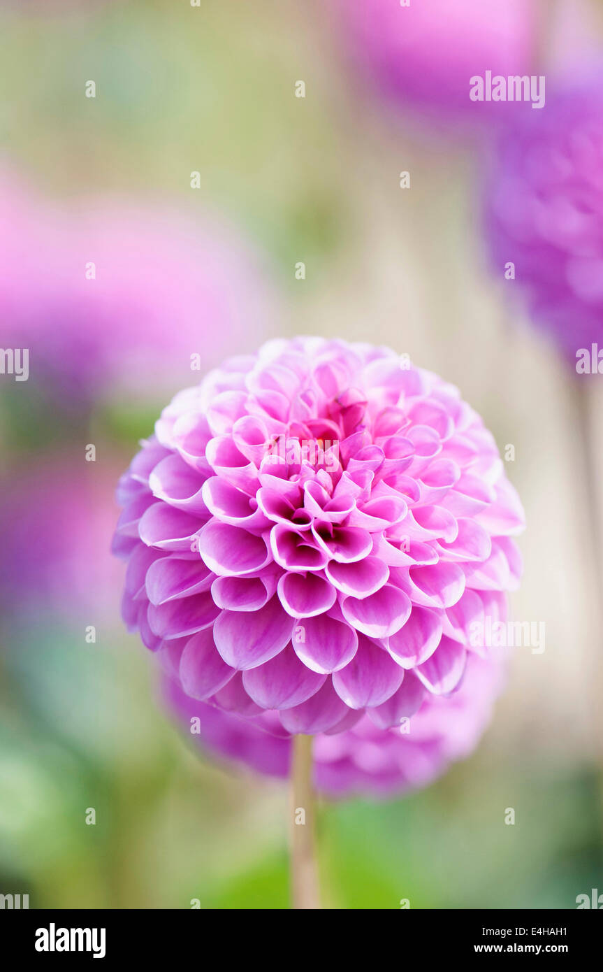 Dahlia, Pompon dahlia, Dahlia 'Jan van Scheffelaar' Stock Photo Alamy
