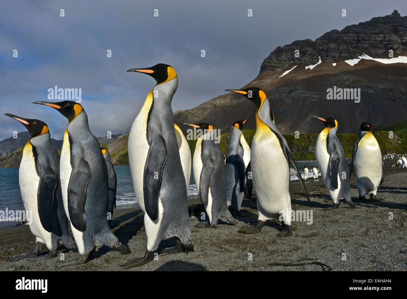 King Penguins ( Aptenodytes patagonicus ) Stock Photo