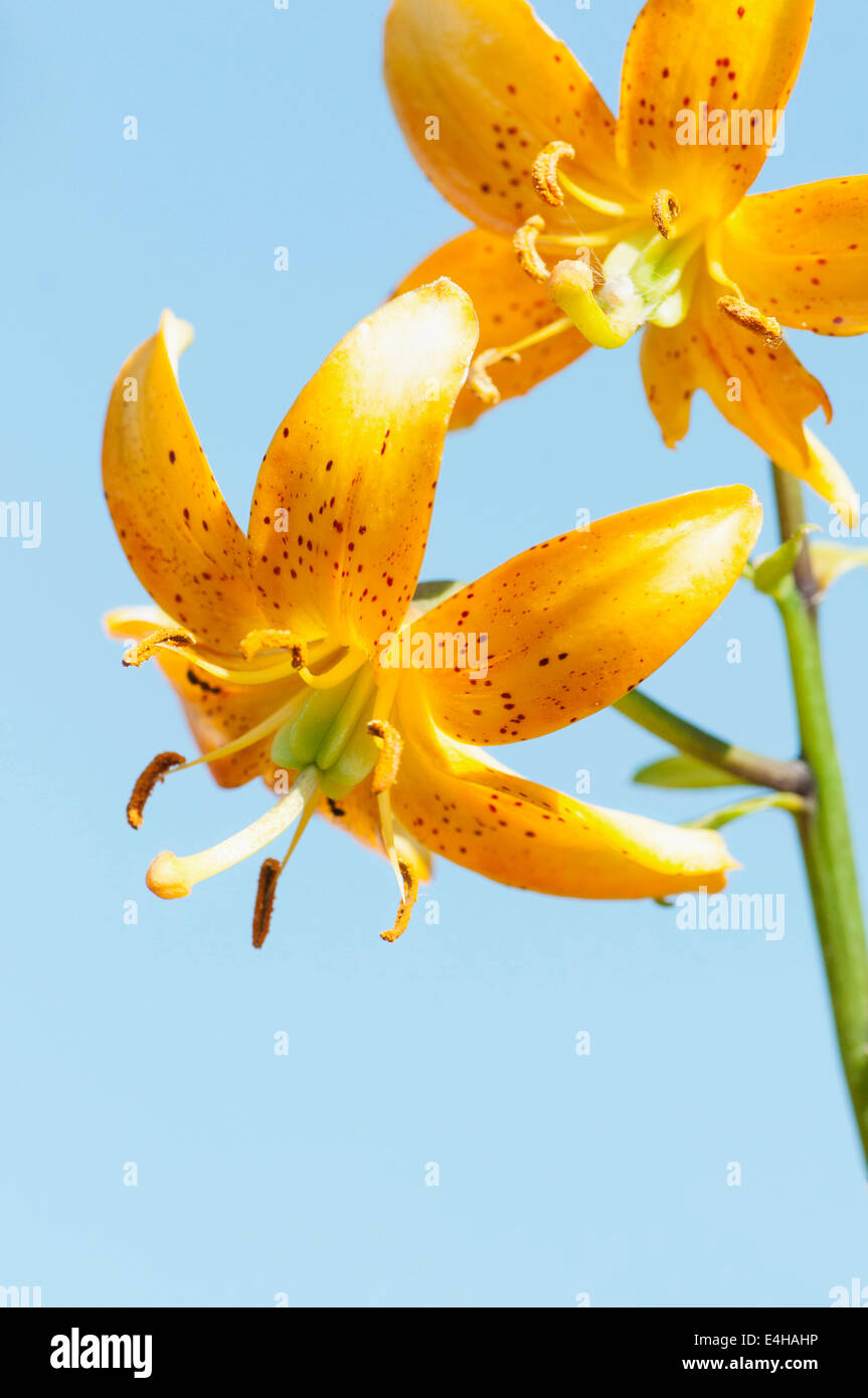 Lily, Martagon Lily, Lilium hansonii. Stock Photo