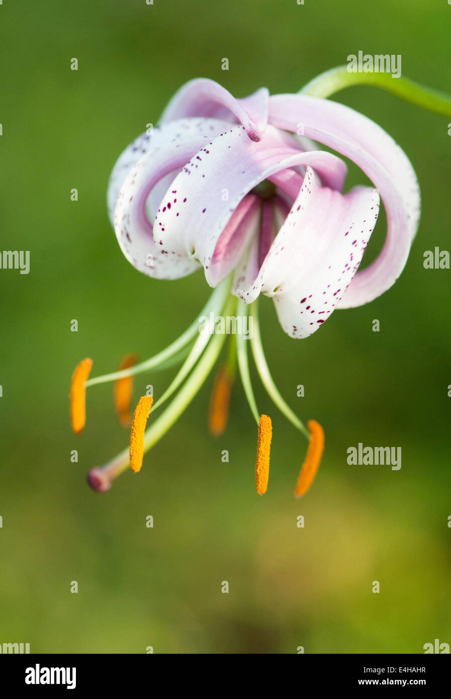 Lily, Turkscap lily, Lilium martagon. Stock Photo