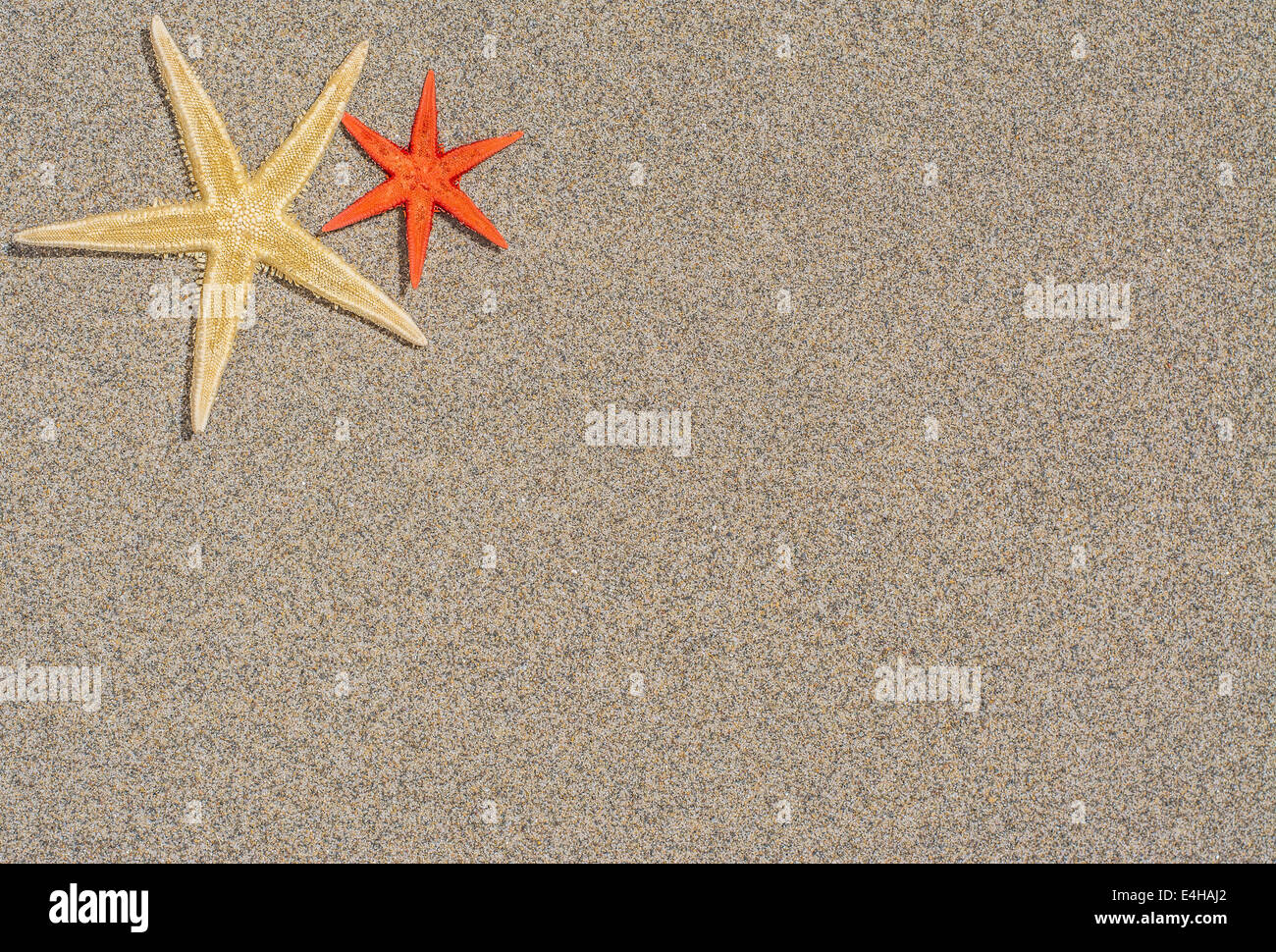 Starfish on sand with copy space and room for text Stock Photo