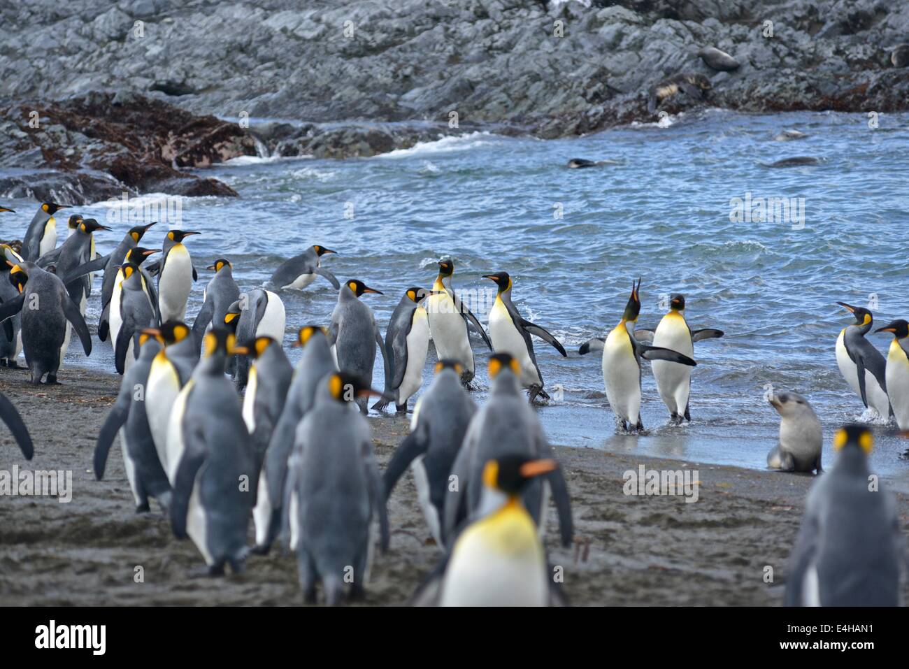 King Penguins ( Aptenodytes patagonicus ) Stock Photo