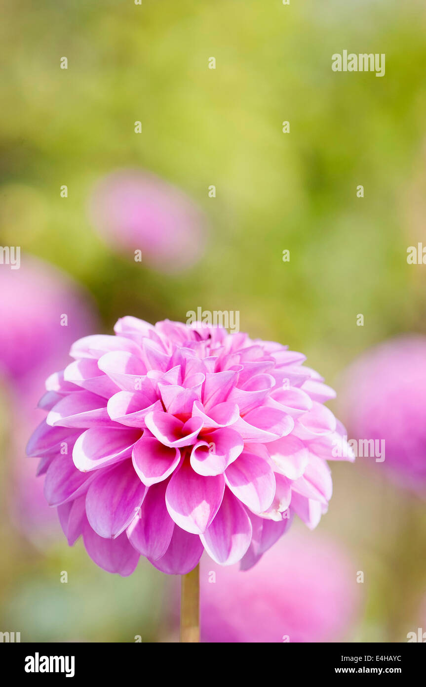 Dahlia, Pompon dahlia, Dahlia 'Jan van Scheffelaar' Stock Photo Alamy