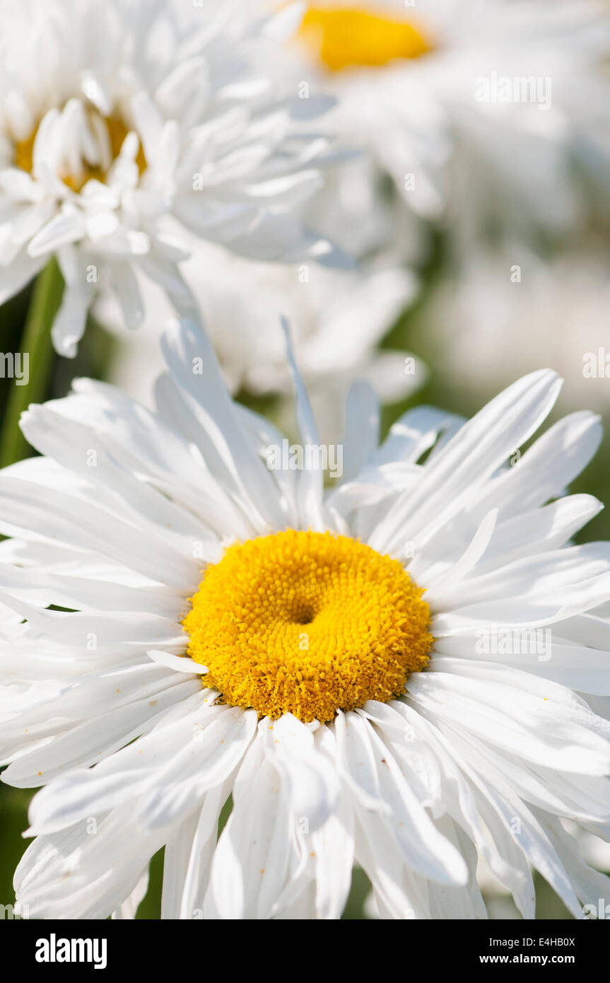 Daisy, Ox-eye daisy, Leucanthemum x superbum 'Snowdrift'. Stock Photo