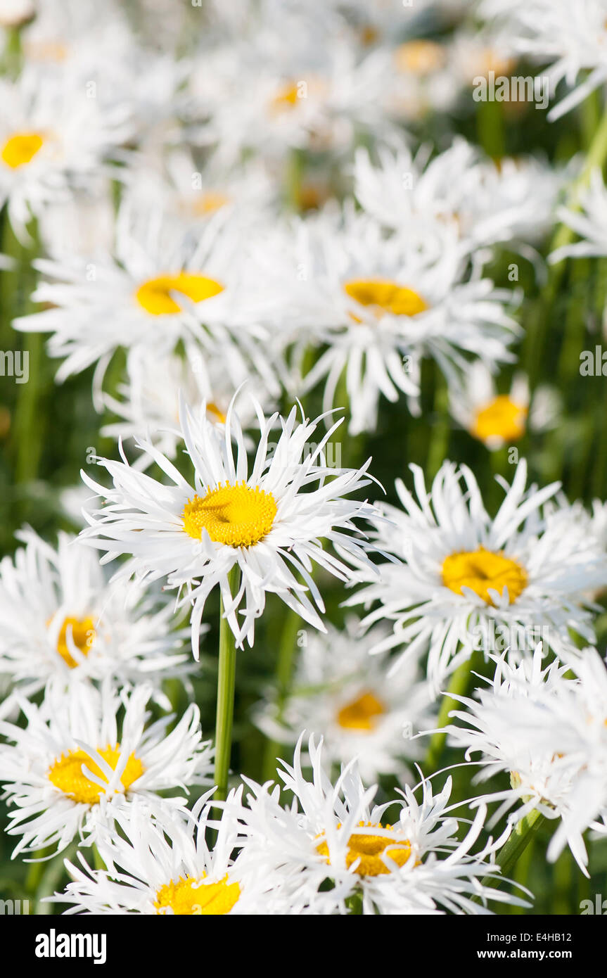 Daisy, Ox-eye daisy, Leucanthemum x superbum 'Phyllis Smith'. Stock Photo